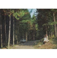 Cartolina Postale Vintage Pavullo Nel Frignano La Pineta Bosco Viaggiata 1974