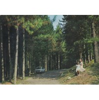 Cartolina Postale Vintage Pavullo Nel Frignano La Pineta Bosco Viaggiata 1979